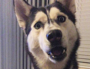 轰炸电话网页版