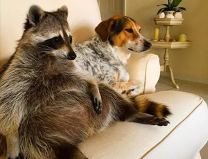 电话呼叫轰炸app