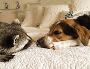 免费网络电话在线使用