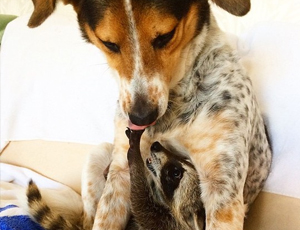 在线电话轰炸软件